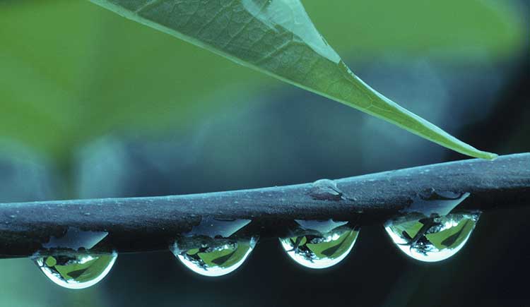 dew drops